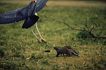 Marabou stork {Leptoptilos crumeniferus} about to predate young Banded mongoose {Mungos mungo}, Queen Elizabeth NP, Uganda