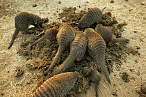Banded mongoose {Mungos mungo} group foraging in dung, Queen Elizabeth NP, Uganda