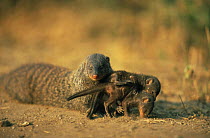 Banded mongoose {Mungos mungo} two pups compete for adult escort, Queen Elizabeth NP, Uganda