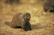 Banded mongoose {Mungos mungo} pup with adult escort, Queen Elizabeth NP, Uganda