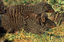 Banded mongoose {Mungos mungo} pup asleep on back of adult escort, Queen Elizabeth NP, Uganda