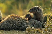 Banded mongoose {Mungos mungo} adults with pup, Queen Elizabeth NP, Uganda