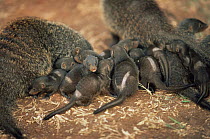 Banded mongoose {Mungos mungo} group of pups that have been marked for research, Queen Elizabeth NP, Uganda