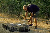 Research worker releases marked Banded mongoose {Mungos mungo} pups, Queen Elizabeth NP, Uganda