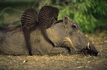 Banded mongoose {Mungos mungo} foraging for parasites on skin of Warthog {Phacochoerus aethiopicus} Queen Elizabeth NP, Uganda