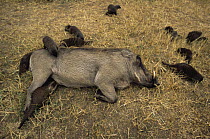 Banded mongoose {Mungos mungo} foraging for parasites on skin of Warthog {Phacochoerus aethiopicus} Queen Elizabeth NP, Uganda