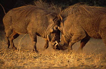 Warthogs fighting {Phacochoerus aethiopicus} Queen Elizabeth NP, Uganda