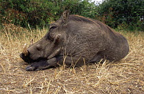 Warthogs resting {Phacochoerus aethiopicus} Queen Elizabeth NP, Uganda