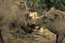 Warthogs interacting {Phacochoerus aethiopicus} Queen Elizabeth NP, Uganda