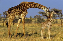 Giraffe with young {Giraffa camelopardalis} Serengeti NP, Tanzania