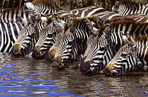 Herd of Common zebra drinking {Equus quagga} Serengeti NP, Tanzania