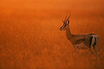 Thomson's gazelle {Gazella thomsonii} at sunset / sunrise, Serengeti NP, Tanzania