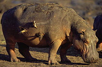 Hippopotamus {Hippopotamus amphibius} with Yellow billed oxpeckers feeding on blood from wounds. Katavi NP, Tanzania