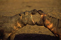 Two Hippopotamuses fighting {Hippopotamus amphibius} Katavi NP, Tanzania