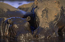 Hippopotamus and young wallowing in mud {Hippopotamus amphibius} Katavi NP, Tanzania