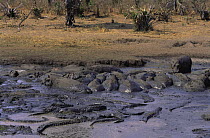 Nile crocodiles {Crocodylus niloticus} and Hippopotamuses {Hippopotamus amphibius} wallow in remaining water during dry season,  Katavi NP, Tanzania