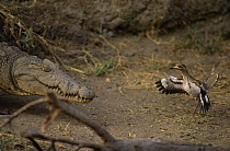 Water dikkop {Burhinus vermiculatus} defence display against Nile crocodile, Katavi NP, Tanzania