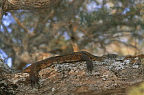 Nile monitor {Varanus niloticus} resting in tree, Katavi NP, Tanzania