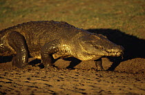 Nile crocodile {Crocodylus niloticus} walking and looking menacing, Katavi NP, Tanzania