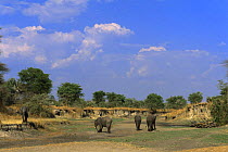 African elephant {Loxodonta africana} herd searching for water in dried river bed, Katavi National Park, Tanzania