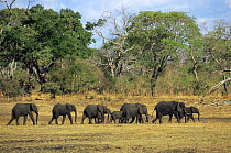African elephant {Loxodonta africana} herd on the move searching for water in dry season, Katavi National Park, Tanzania