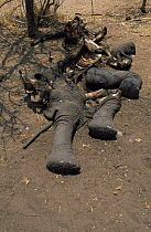 Remains of African elephant {Loxodonta africana} dry season, Katavi NP, Tanzania