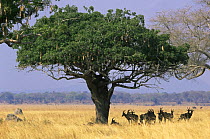 Topi {Damaliscus lunatus} herd resting in shade of tree, Katavi National Park, Tanzania