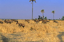 Topi {Damaliscus lunatus} herd running through dry savanna grass, Katavi National Park, Tanzania