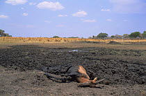 Topi {Damaliscus lunatus} dead animal in dried up remains of river during dry season, Katavi National Park, Tanzania