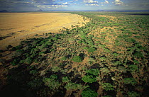 Aerial view of woodland bush and grassland savanna during dry season, Katavi National Park, Tanzania