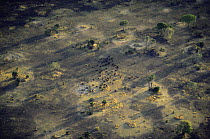 Aerial view of herd of animals (Buffalo?) in parched woodland savanna during dry season, Katavi National Park, Tanzania