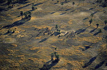 Aerial view of herd of animals (Buffalo?) in parched woodland savanna during dry season, Katavi National Park, Tanzania