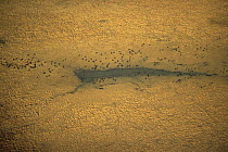 Aerial view of herd of animals (buffalo?) in parched savanna during dry season, Katavi National Park, Tanzania