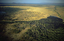 Aerial view of burnt woodland savanna during dry season, Katavi National Park, Tanzania