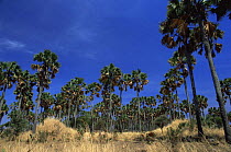 Palm trees in Katavi National Park, Tanzania