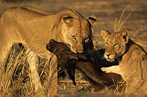 African lions {Panthera leo} killing young Buffalo, Katavi National Park, Tanzania
