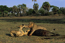 African lions {Panthera leo} male fighting female over young Buffalo kill, Katavi National Park, Tanzania