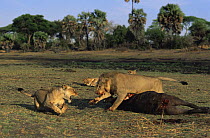 African lions {Panthera leo} male seeing off female from Buffalo kill, Katavi National Park, Tanzania