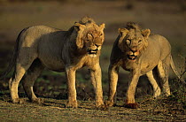 Juvenile male African lions {Panthera leo} blooded from kill, Katavi National Park, Tanzania