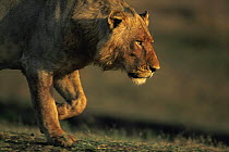 Juvenile male African lion {Panthera leo} blooded from kill, Katavi National Park, Tanzania
