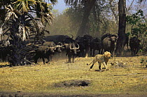 African buffalo {Syncerus caffer} herd chasing African lion {Panthera leo}, Katavi National Park, Tanzania