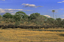 African buffalo {Syncerus caffer} herd, Katavi National Park, Tanzania