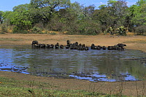 African buffalo {Syncerus caffer} herd drinking, Katavi National Park, Tanzania