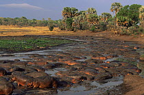 Hippopotamuses {Hippopotamus amphibius} wallowing in shallow water during dry season, Katavi National Park, Tanzania