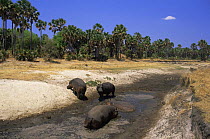 Hippopotamuses {Hippopotamus amphibius} wallowing in shallow water during dry season, Katavi National Park, Tanzania