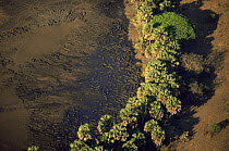Aerial view of Hippopotamuses {Hippopotamus amphibius} wallowing in shallow water during dry season, Katavi National Park, Tanzania