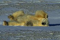 Polar Bear (Ursus maritmus) asleep and scratching head, Canada