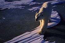 Polar Bear (Ursus maritimus) portrait, Canada