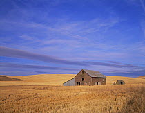 Old wooden barn in field of Wheat stubble, Whitman County, Washington, USA