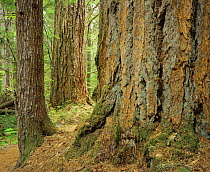Trunks of Douglas fir trees (Pseudotsuga menziesii) Lewis River Valley, Gifford Pinchot National Forest, Washington, USA